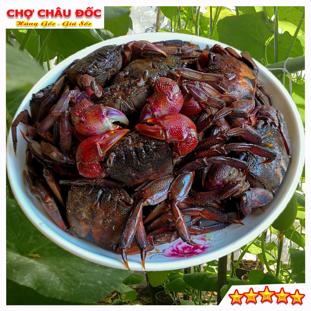 500gr Ba Khía Muối Châu Đốc Nguyên Con Chưa Chế Biến Loại Con Lớn Hàng Lựa