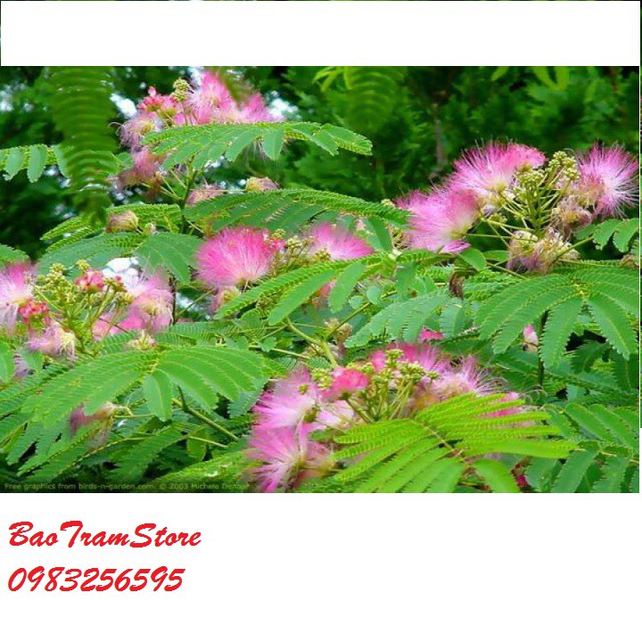 Hạt giống hoa Mimosa gói 10 hạt xuất xứ Đức