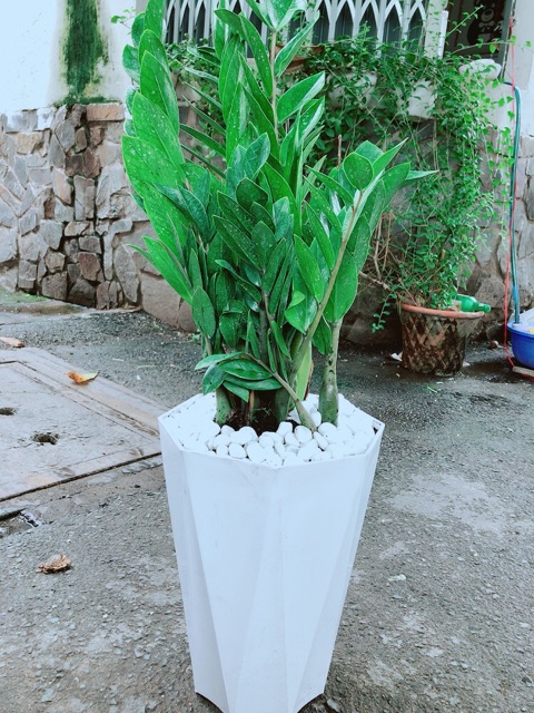 Chậu Kim Tiền Size Đại