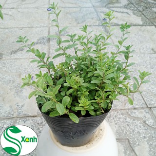 Hoa Thanh Tú - Cây Sân Vườn