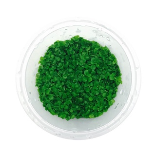 Micranthemum ‘Monte Carlo’ - Cây Trân Châu Ngọc Trai - Cây Thủy Sinh