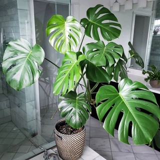 trầu bà lá xẻ, monstera deli
