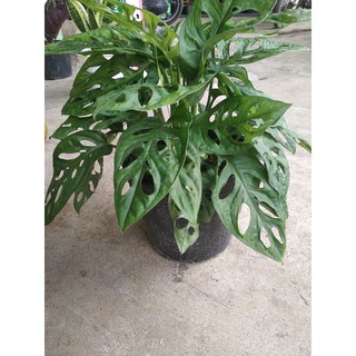 Trầu bà lỗ