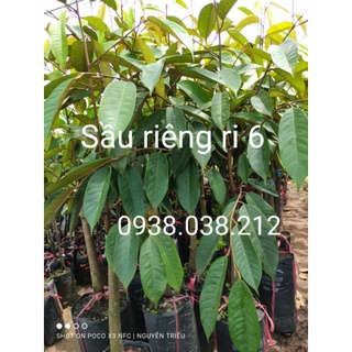 CÂY SẦU RIÊNG RI 6 CƠM VÀNG HẠT LÉP