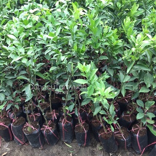 Cây chanh không hạt - 1 cây, chuẩn giống F1