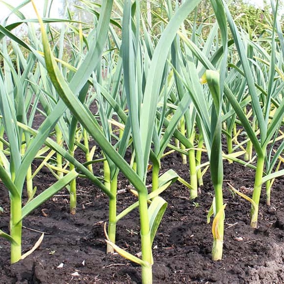 Hạt Giống Hành Baro/ Tỏi Tây Năng Suất Thơm Ngon 1gr