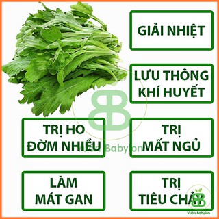 Hạt Giống Cúc Nếp , Dễ Trồng, Năng Suất Cao Phú Nông - Gói 20G