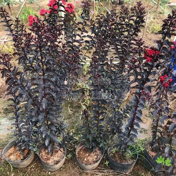 TƯỜNG VI HUYẾT LONG GIỐNG-CÂY TO KHỎE CỰC ĐẸP