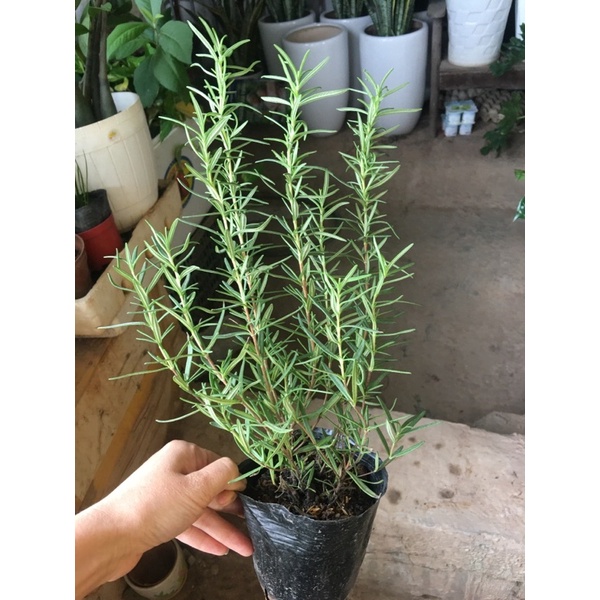 Bầu cây giống hương thảo