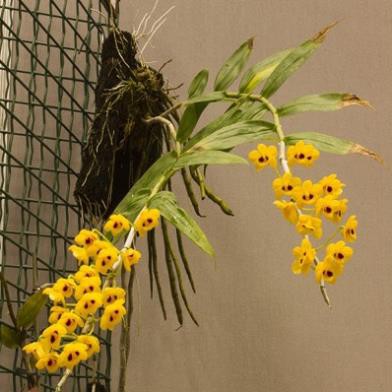 Sản phẩm 1 bó lan phi điệp vàng rừng tây bắc siêu to, hoa siêu đẹp + Tặng  phân hữu cơ cao cấp