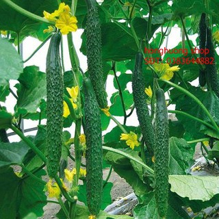 Hạt giống dưa chuột Nhật F1