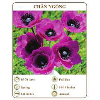 Hạt giống chân ngỗng - THE XANH