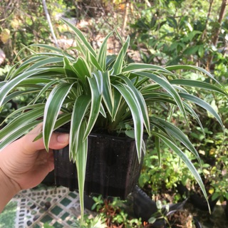 Cỏ mẫu tử lan chi- ship 7 ngày