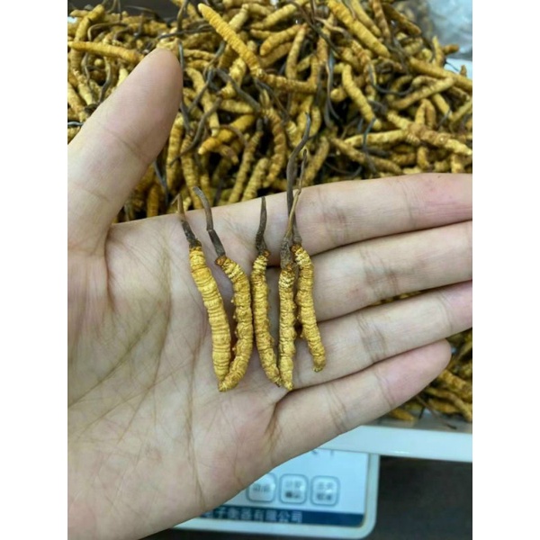 Đông trùng hạ thảo Tây Tạng loại 1