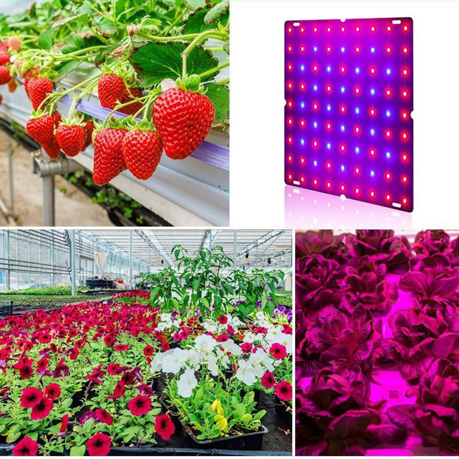 Bubble Shop61 LED Grow Light Plant Lights Red Blue Panel Growing Lamps for Plants