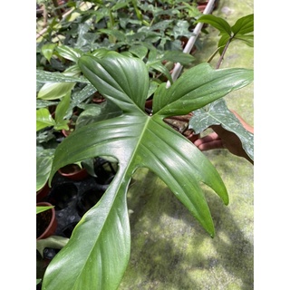 Cây trầu bà cánh én (Philodendron Florida Ghost)
