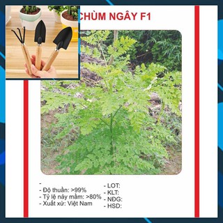 Hạt giống cây Chùm Ngây 10 Hạt TẶNG BỘ LÀM VƯƠN MINI