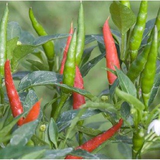 30 HẠT GIỐNG ỚT XIÊM CAO SẢN