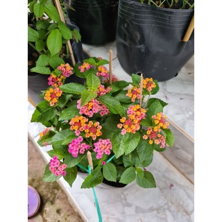 Cây Trâm Ổi (Hoa Ngũ Sắc)