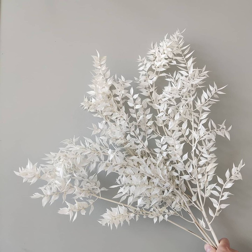 Hoa khô decor - Cành Lá khô Ruscus - Lá Phú Quý - Lá khô trang trí phong cách hiện đại