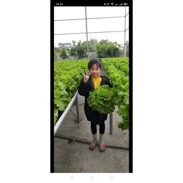 Dinh dưỡng thủy canh cho rau ăn lá Hydrolindo  cho rau ăn lá  trọng lượng 3kg pha được 1800 lít nước trồng