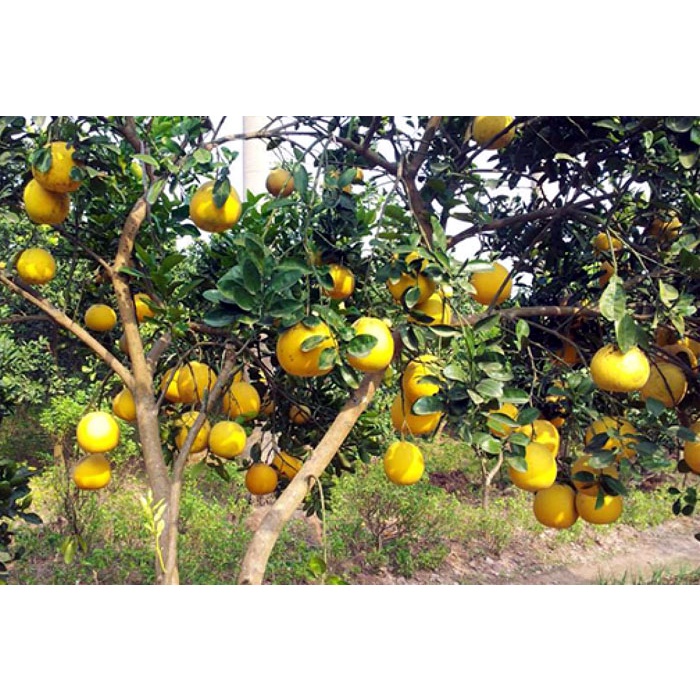 500g Phân Đạm cá hồi Hàn Quốc . Dùng cho rau sạch, hoa cây cảnh và cây ăn trái