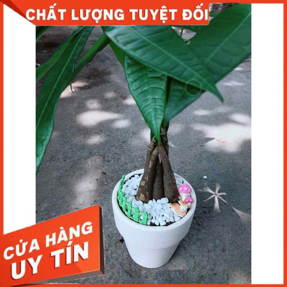 Chậu kim ngân thắt bím 5 thân  Nhiều Người Mua