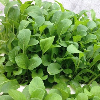 Hạt giống cải xanh Mỡ