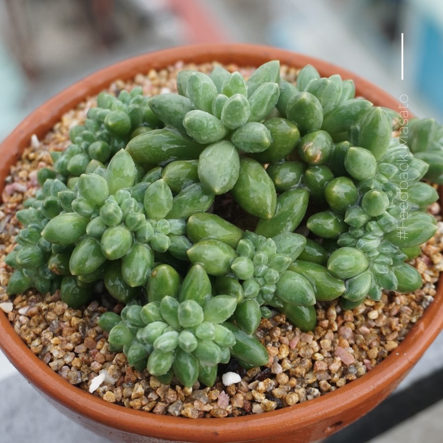 Bao 10kg đá khoáng Maifan  chuyên dùng trồng sen đá, xương rồng, bonsai size 2-4mm và 3-6mm