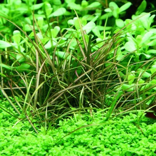 CỎ ĐỎ thủy sinh 35-45 cây KHÔNG CO2