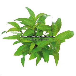 TRUNG LIỄU THUỶ SINH - CÂY THỦY SINH DỄ PHÁT TRIỂN KHÔNG CO2