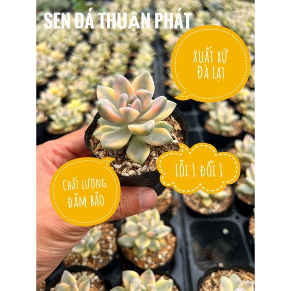 Sen đá đá nâu var size nhỏ 4-4,5cm, siêu xinh siêu kute, lỗi 1 đổi 1