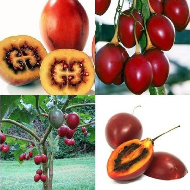 Hạt giống cà chua thân gỗ TAMARILLO  ( 1 gói 10 hạt ) - Tặng 4 viên nén ươm hạt giống