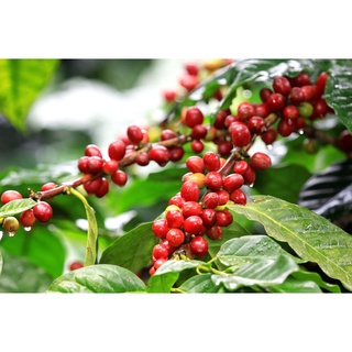 Cà phê bột pha phin nguyên chất 100%