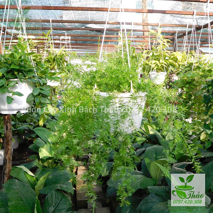 Cây Thiên Môn Đông, cây Trúc Thiên Môn chậu treo giá rẻ - Cây Hoa Việt