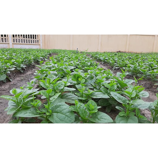 10 gram Hạt giống rau mùng tơi cao sản