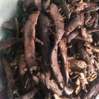 Tắc kè đá tươi giá rẻ
