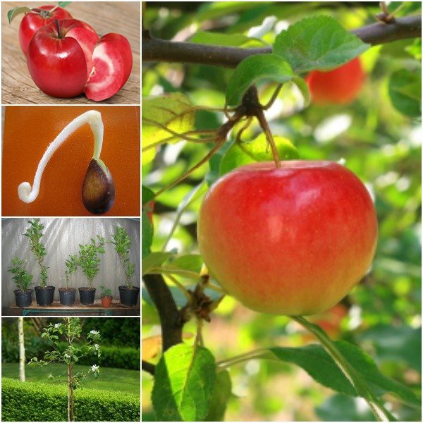 Hạt giống cây ăn trái táo đỏ - ( gói 10 hạt tặng kèm 3 viên nén ươm hạt )