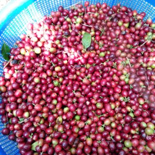 Cà phê nguyên chất Robusta Arabica rang mộc 1000g