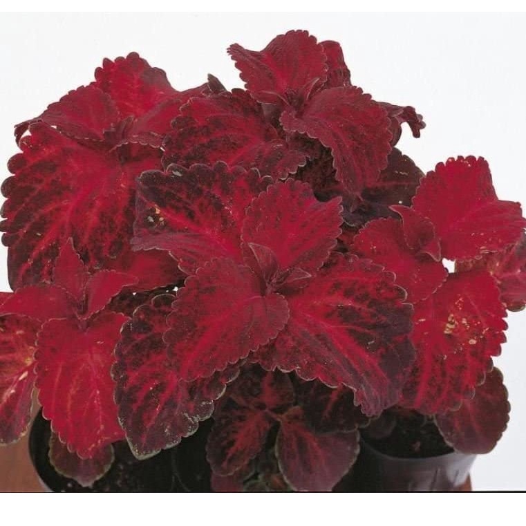 HẠT GIỐNG TÍA TÔ ĐỎ Coleus - Màu đỏ nhung, Rất sặc sỡ, Dễ trồng, Cây ưa bóng râm! (50 Hạt)