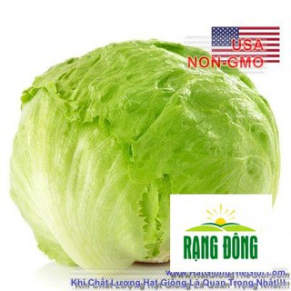 1500h Hạt Giống Xà Lách Cuộn Giòn IceBerg (B1.301 | C18)  LUYKYSEEDVN