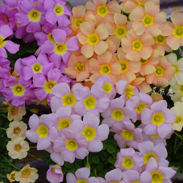củ oxalis dòng obtusa, chọn loại