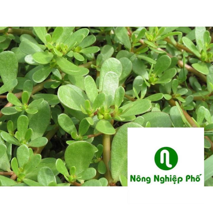 5gr hạt giống rau sam PHUNONG