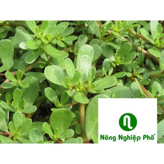 5gr hạt giống rau sam PHUNONG