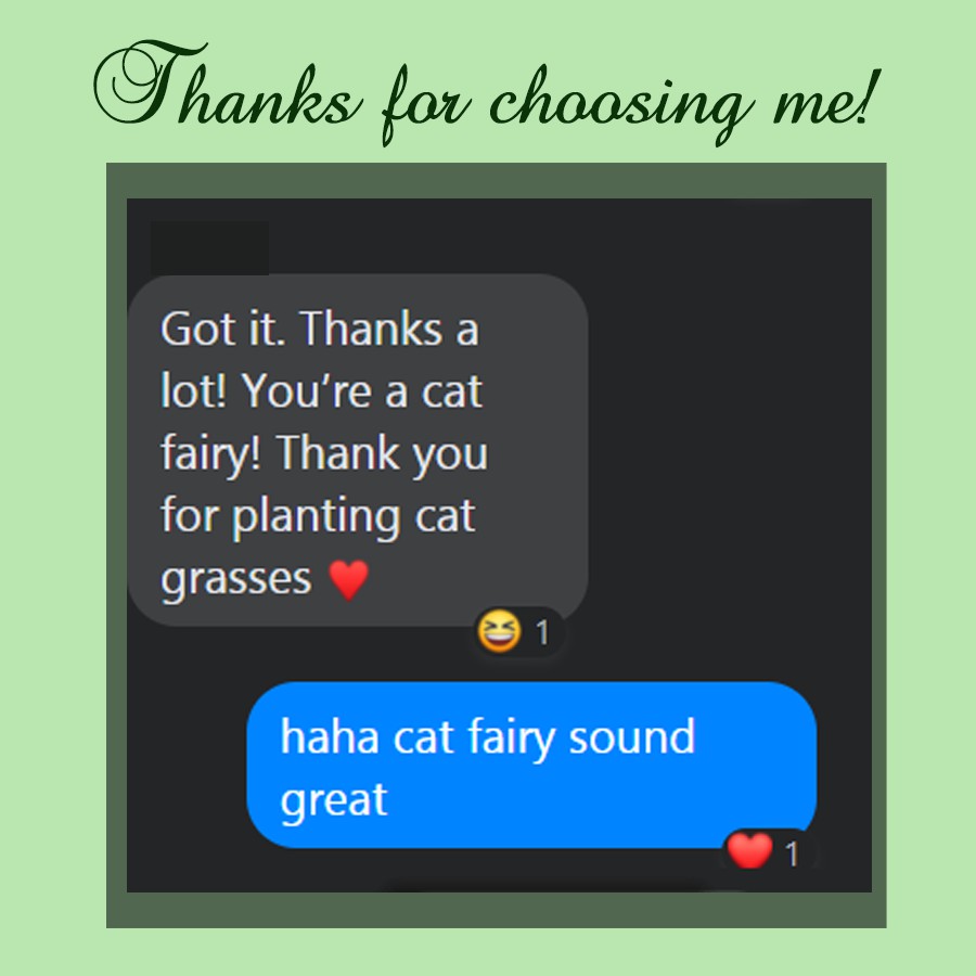 Cỏ mèo tươi trồng sẵn - Bổ sung chất xơ vitamin, chống búi lông, hỗ trợ tiêu hóa