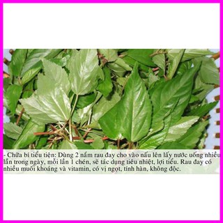 [ Hạt giống Rau] Gói 20g hạt giống rau đay đỏ - Mina Shop