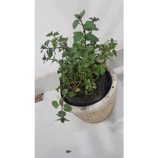 cây Bạc Hà Peppermint (1 chậu)