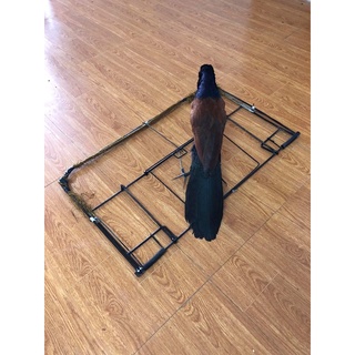 bộ bẫy bịp chim và mẹt