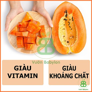 Hạt Giống Đu Đủ Lùn Rạng Đông, Trái Lớn, Sai Trái, Dễ Trồng, Tỉ lệ nảy mầm cao - Gói 5 Hạt