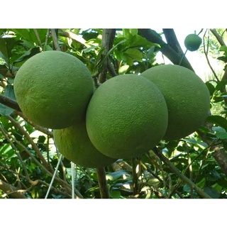 Cây Giống Bưởi Da Xanh